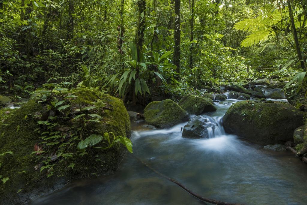 La Tigra Rainforest Lodge La Fortuna Kültér fotó